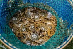 阳澄湖畔吃瓜,品味江南水乡休闲时光