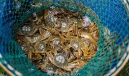 阳澄湖畔吃瓜,品味江南水乡休闲时光