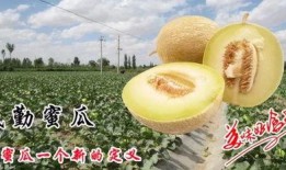 吃蜜瓜嘴里破了,口腔破洞的甜蜜代价