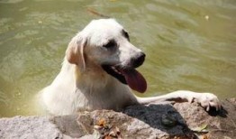 狗狗seven吃哈密瓜,狗狗Seven的哈密瓜美食之旅