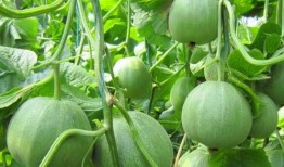 瓜地里都是瓜吃瓜,共享丰收喜悦