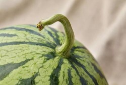 上海筠哥吃瓜,揭秘娱乐圈幕后故事