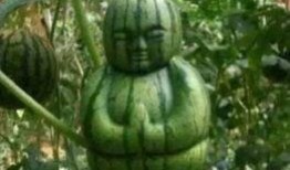 网友吃瓜头像,揭秘网友吃瓜头像背后的故事