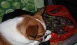 狗狗seven吃哈密瓜,狗狗Seven的哈密瓜美食之旅