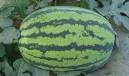 大荔县吃瓜,瓜果飘香，品味田园生活