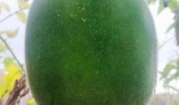 吃瓜得瓜种子可以种吗,种子也能种出美味果实