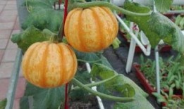 乌鲁木齐吃的瓜,品尝西域特色瓜果之旅