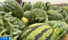 吃瓜网站国内,热门事件背后的真相与趣味