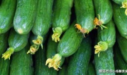 生物瓜怎么吃,探索生物瓜的多彩食用方式