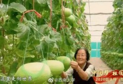 中国不缺吃瓜的,瓜田里的欢乐盛宴