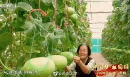 中国不缺吃瓜的,瓜田里的欢乐盛宴