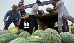 大荔县吃瓜,瓜果飘香，品味田园生活