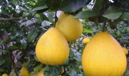 吃吊瓜血糖会升高吗吗,吊瓜食用对血糖影响解析