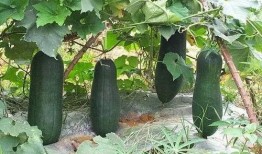 三舅吃瓜,一场别开生面的乡村生活