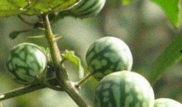 吃马泡瓜视频,视频带你领略独特口感与美味