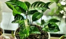 乔木吃瓜文件夹,揭秘文件夹中的趣味故事与智慧结晶