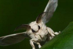 大扑棱蛾子 吃瓜,瓜田里的神秘食客