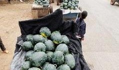 萍乡吃瓜事件,一场网络热议背后的真相与反思