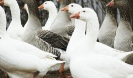 amber吃瓜鹅,揭秘娱乐圈幕后故事