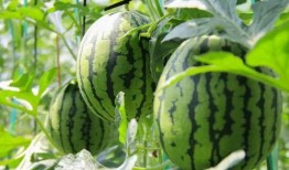 在线吃瓜是真的吃瓜吗,在线吃瓜，究竟是不是真的吃瓜？