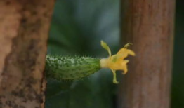 烟花吃瓜,吃瓜群众笑谈人间百态
