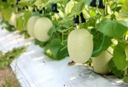 荣耀吃瓜卢海生,揭秘卢海生背后的故事