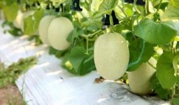 荣耀吃瓜卢海生,揭秘卢海生背后的故事