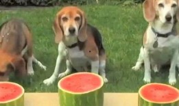 狗狗和人吃瓜,宠物界的跨界潮流