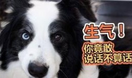 泉港吃瓜狗,揭秘当地美食文化趣闻