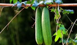 榕树瓜可以吃吗,榕树瓜的食用价值与食用方法探秘