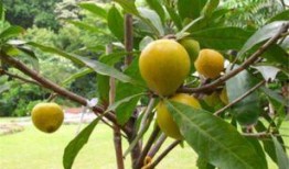 乔木吃瓜文件夹,揭秘文件夹中的趣味故事与智慧结晶