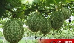 婴儿吃吊瓜好么,婴儿食用吊瓜的益处与注意事项