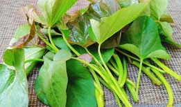 土瓜叶子怎么吃,家常美味的多重吃法探索