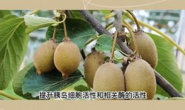 吃吊瓜血糖会升高吗吗,吊瓜食用对血糖影响解析