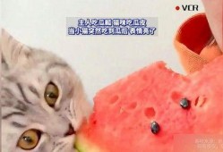 主人吃瓜猫咪,萌态十足，揭秘宠物界的“瓜王”