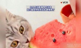 主人吃瓜猫咪,萌态十足，揭秘宠物界的“瓜王”