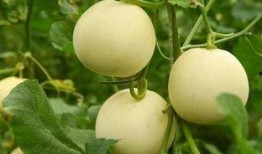 在线吃瓜是真的吃瓜吗,在线吃瓜，究竟是不是真的吃瓜？