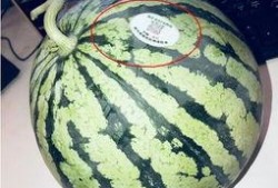 眉山网红吃瓜,揭秘网络红人的幕后故事