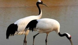 小仙鹤吃瓜,小仙鹤的瓜田奇遇记