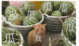 Ts吃瓜,揭秘娱乐圈幕后故事，带你领略明星真实生活