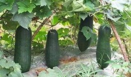 秋收吃瓜,瓜果飘香，共享丰收喜悦