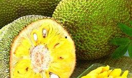 乔木吃瓜文件夹,揭秘文件夹中的趣味故事与智慧结晶