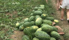 吃瓜的阳光,揭秘瓜界风云