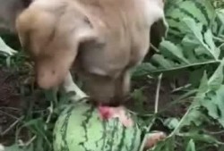 瓜地里都是瓜吃瓜,共享丰收喜悦