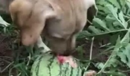 瓜地里都是瓜吃瓜,共享丰收喜悦