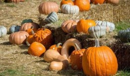 羊圈吃瓜,一场别开生面的乡村盛宴