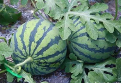 吃瓜的阳光,揭秘瓜界风云