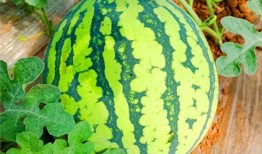 网络吃瓜哪里吃,揭秘各大平台瓜田，让你轻松成为“瓜王”