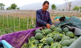 羊圈吃瓜,一场别开生面的乡村盛宴