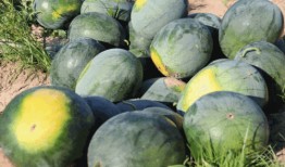 长乐区吃瓜,品味夏日田园风情